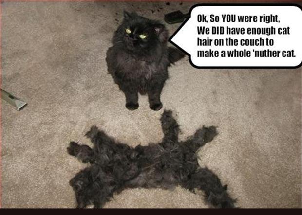cat pictures with funny captions - Ok, So You were right, We Did have enough cat hair on the couch to make a whole nuther cat.
