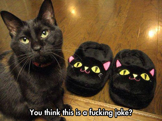 funny black cat - You think this is a fucking joke?