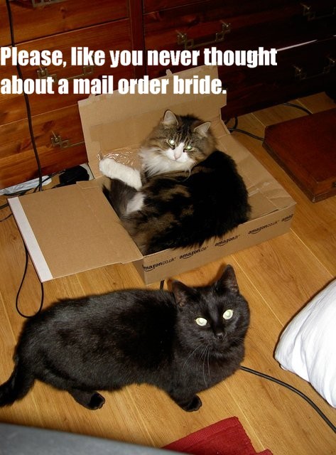 mail cats funny - Please, you never thought about a mail order bride.