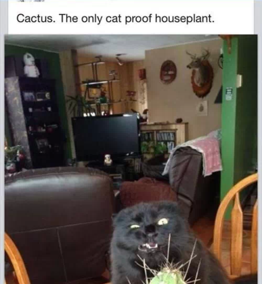 cactus the only cat proof houseplant - Cactus. The only cat proof houseplant.