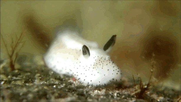 ... a sea slug. Yes, this is a slug.
