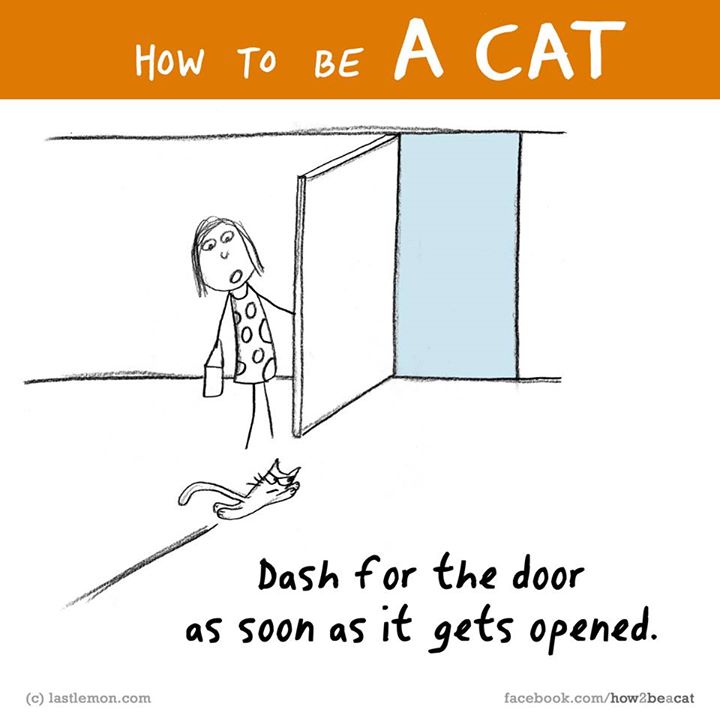 23 Tips How To Be A Successful Cat