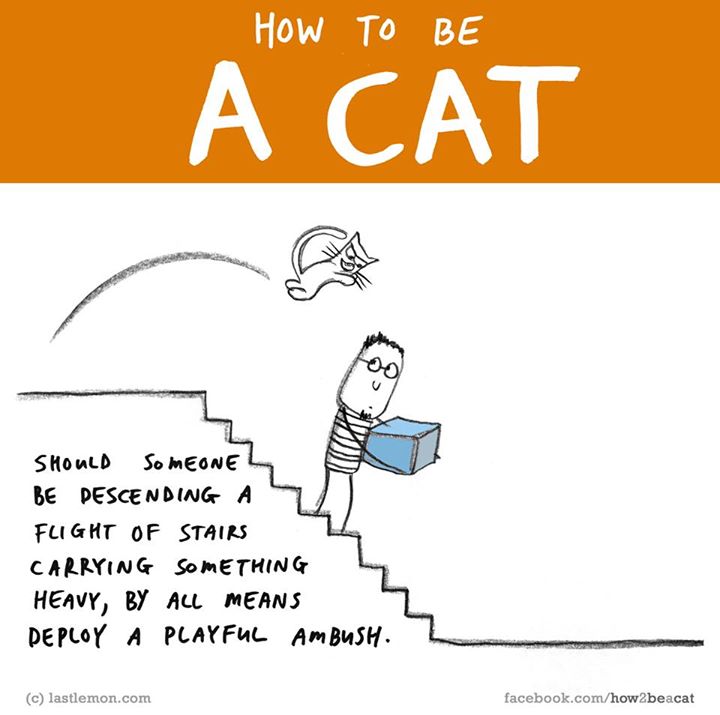23 Tips How To Be A Successful Cat