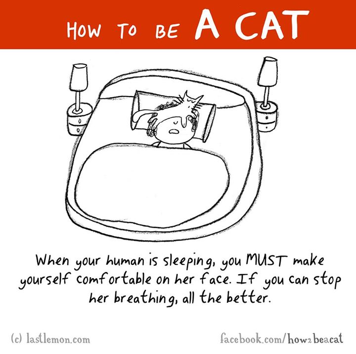23 Tips How To Be A Successful Cat - Gallery | eBaum's World
