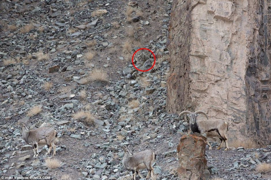 Snow Leopards Masters Of Camouflage