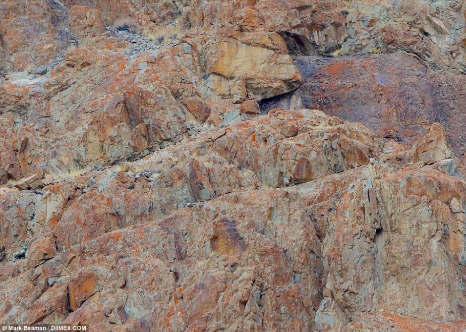 Snow Leopards Masters Of Camouflage