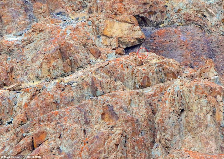 Snow Leopards Masters Of Camouflage