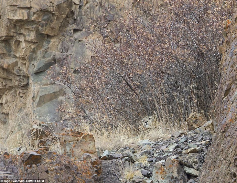 Snow Leopards Masters Of Camouflage