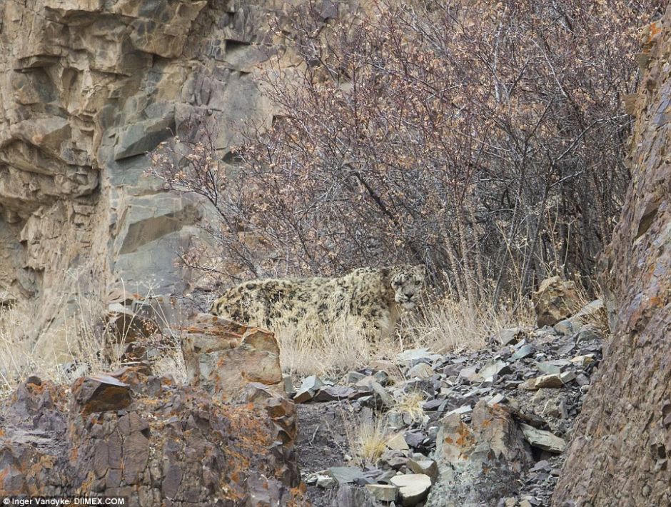 Snow Leopards Masters Of Camouflage