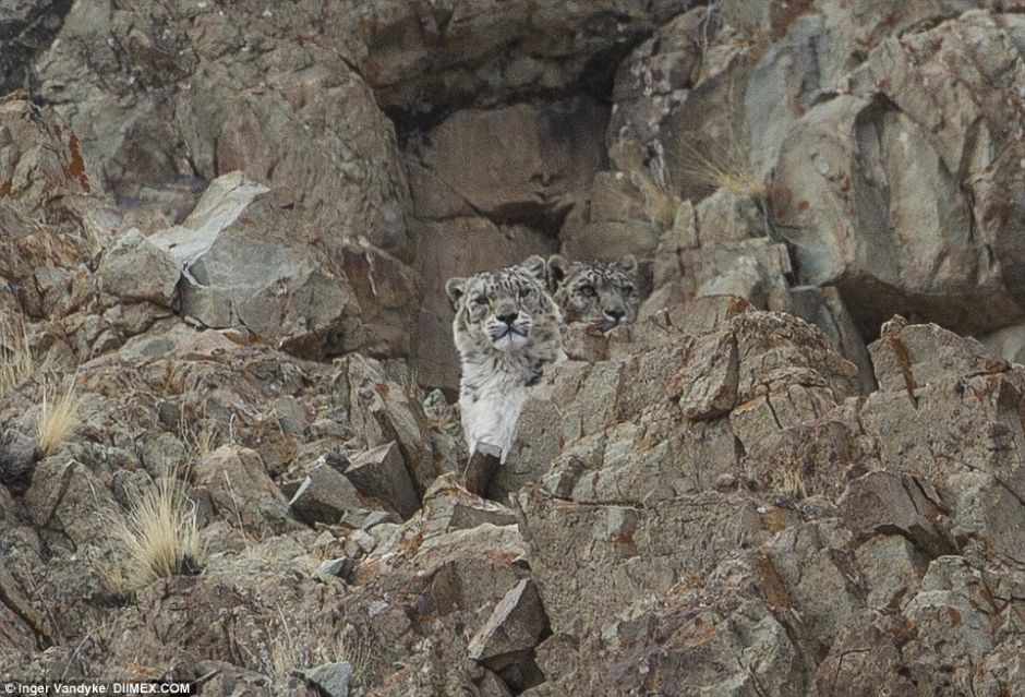 Snow Leopards Masters Of Camouflage