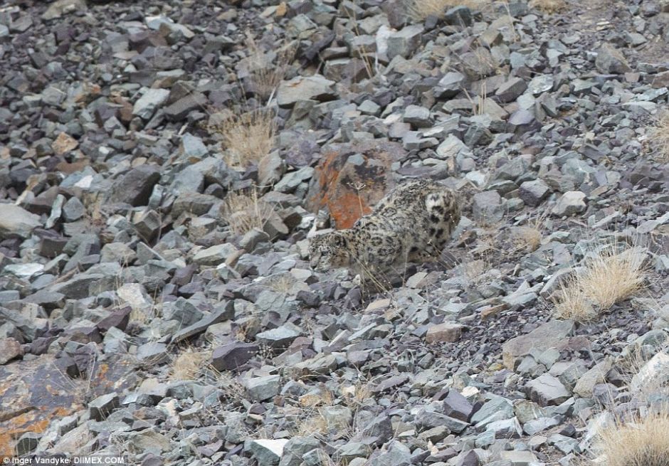 Snow Leopards Masters Of Camouflage