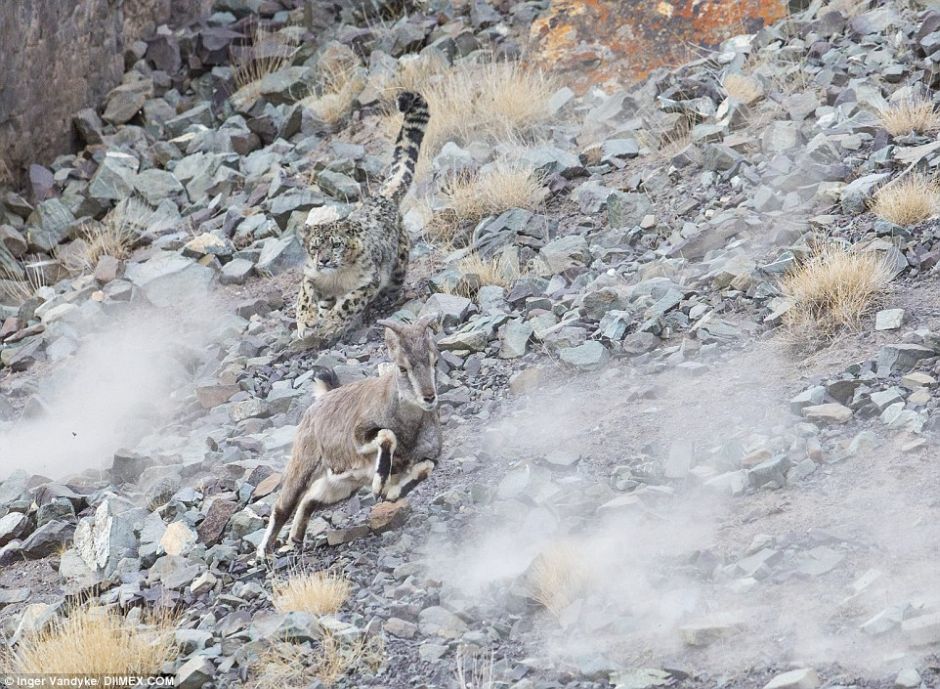 Snow Leopards Masters Of Camouflage