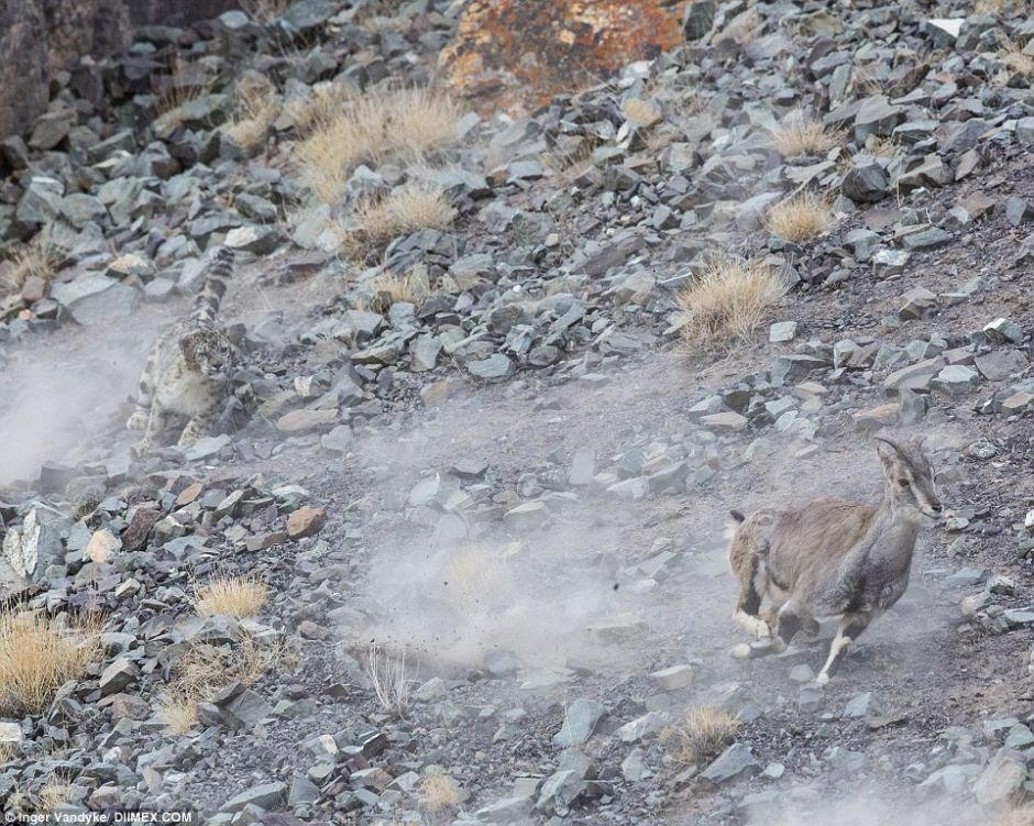 Snow Leopards Masters Of Camouflage