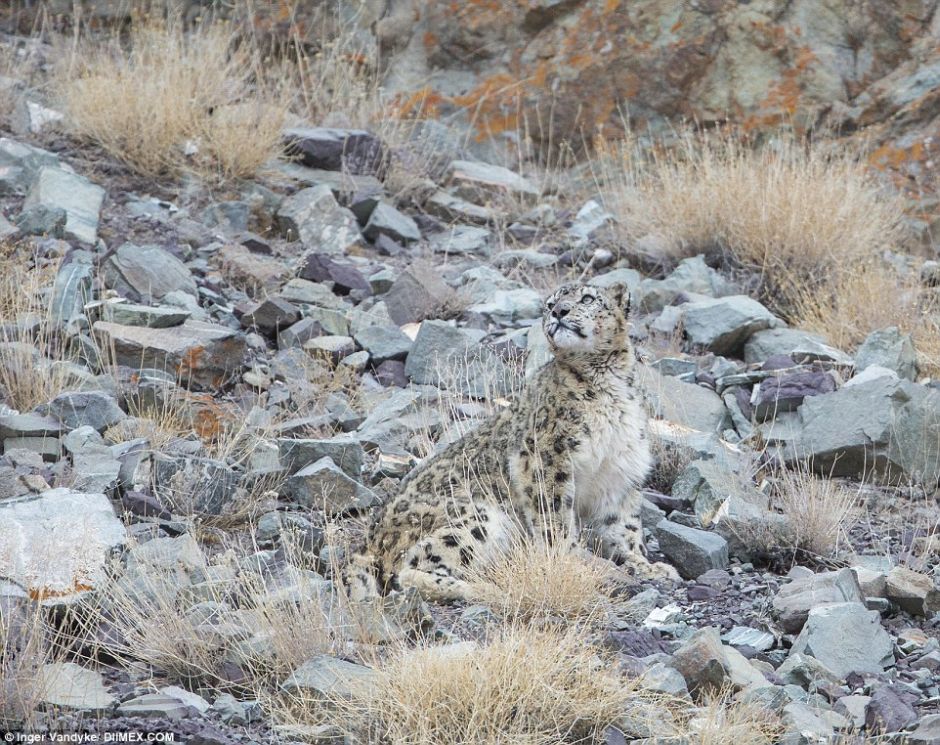 Snow Leopards Masters Of Camouflage