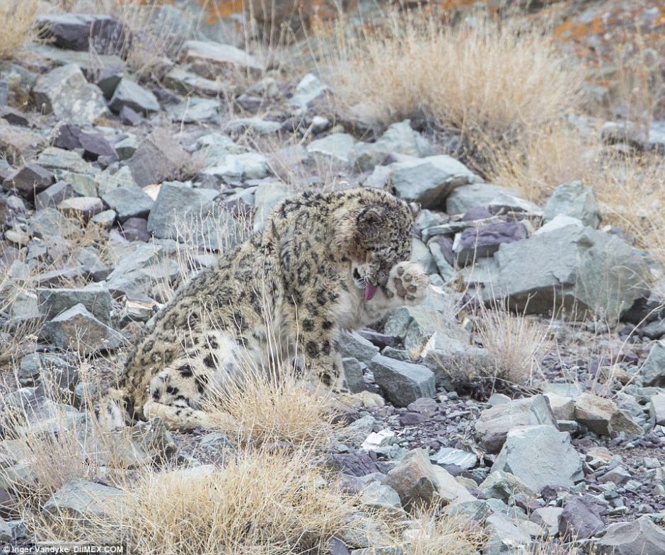 Snow Leopards Masters Of Camouflage