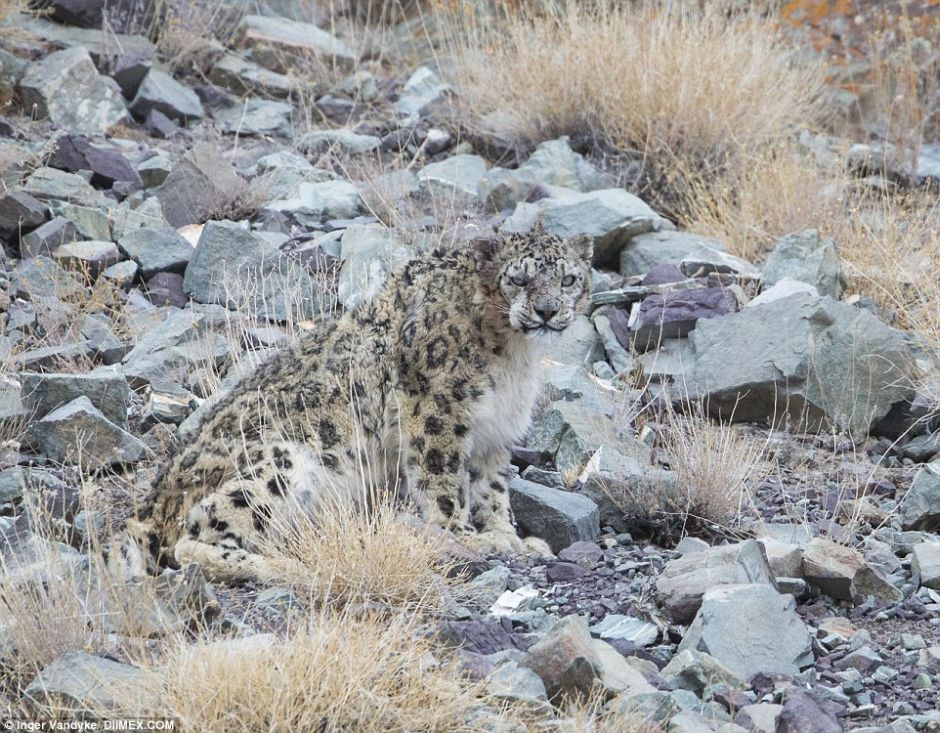 Snow Leopards Masters Of Camouflage