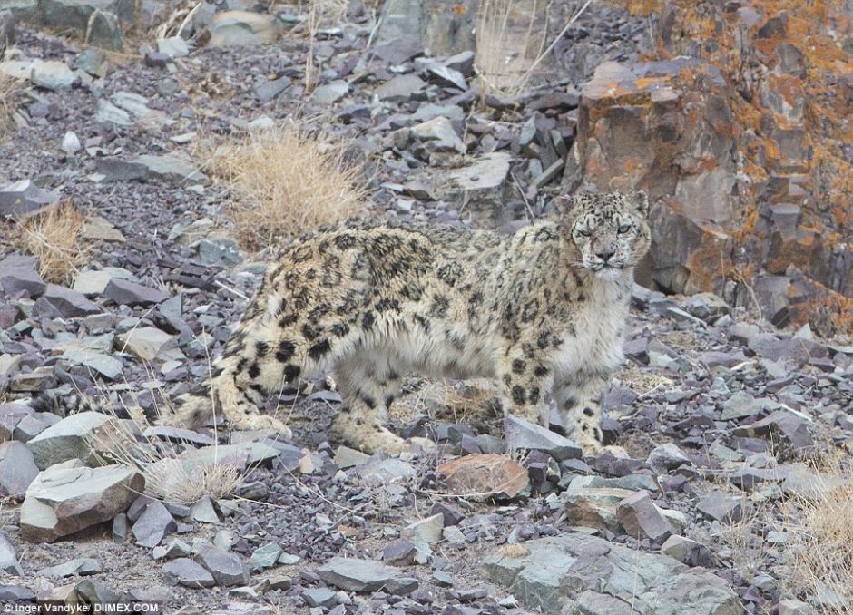 Snow Leopards Masters Of Camouflage