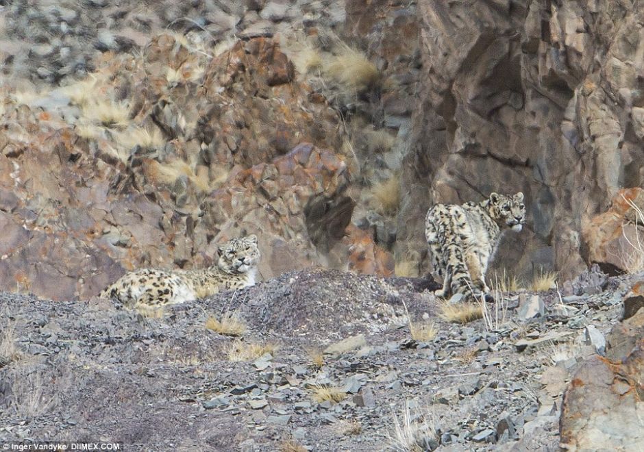 Snow Leopards Masters Of Camouflage