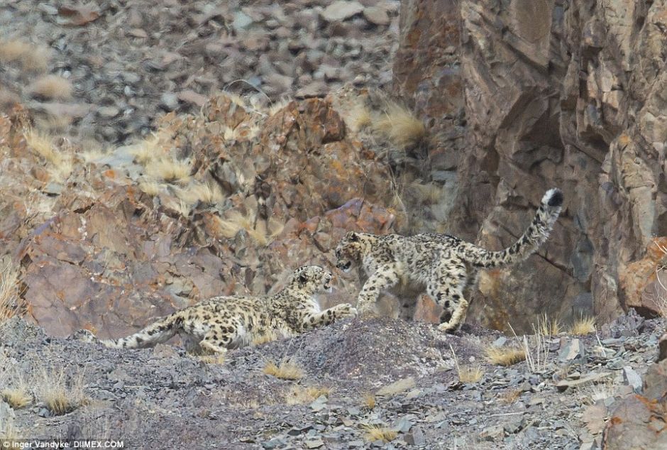 Snow Leopards Masters Of Camouflage