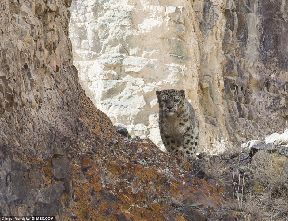 Snow Leopards Masters Of Camouflage