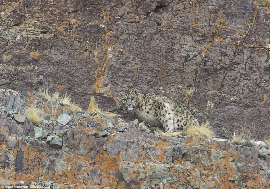 Snow Leopards Masters Of Camouflage