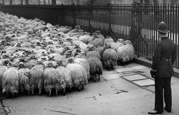 The king's royal flock-counter hard at work shortly before inexplicably falling unconscious again (1927).