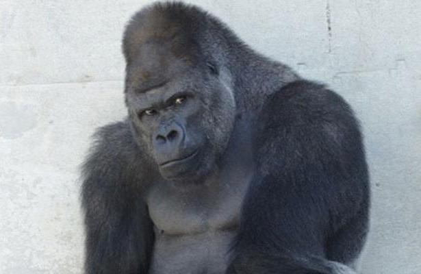 Remember Shabani, a gorilla Japanese women are obsessed with?