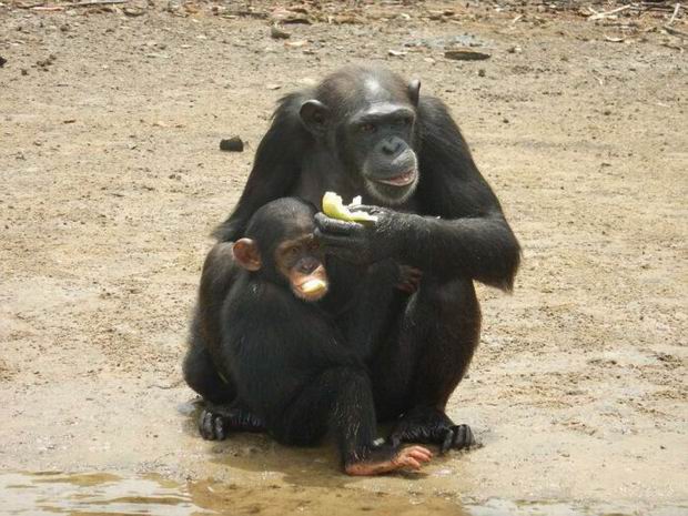 The chimps where used to find a cure for hepatitis and other diseases.