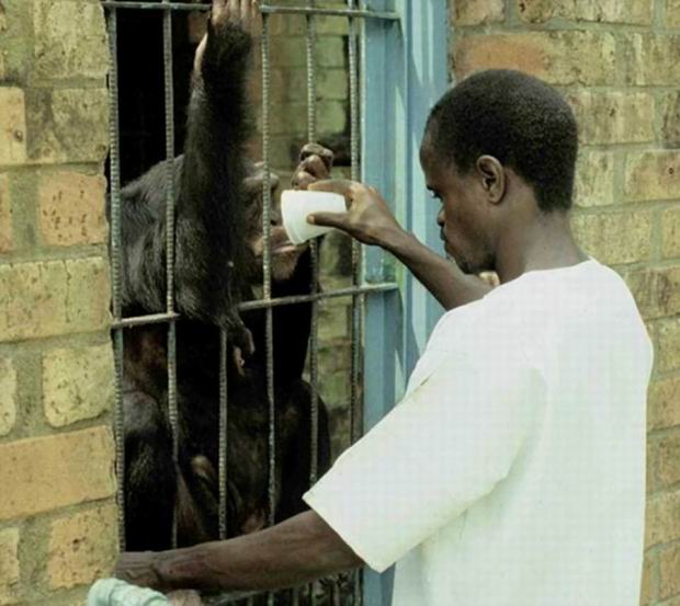 While the studies took place USA banned the import of caught in the wild chimps to The States.