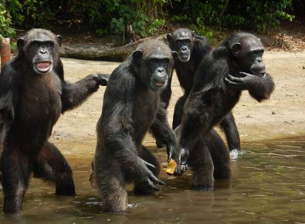 So when the tests ended NYBC left the ill chimps on six small islands.