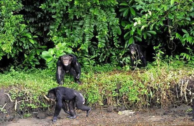 Fun fact: Chimpanzees cannot swim...
So they can't leave the islands.