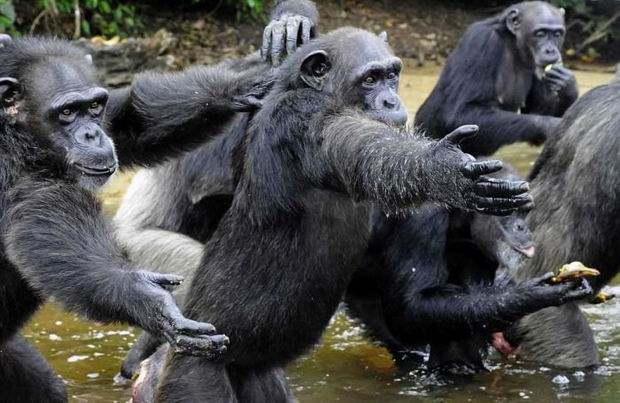 The chimps rely on humans to survive, they were taken to Vilab II so young they have almost none survivor skills.