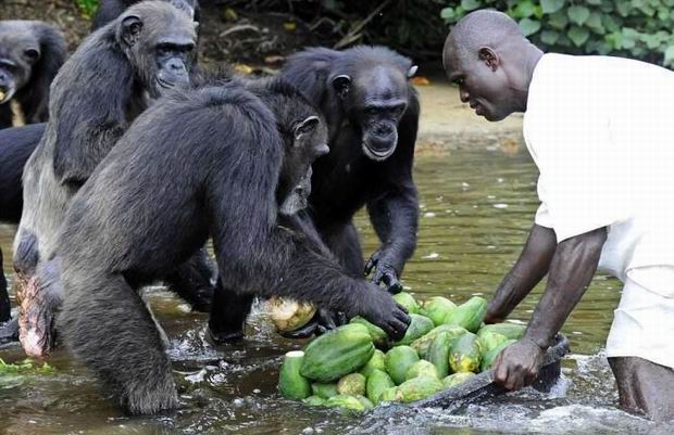 Alfred M. Prince said that the NYBC will take care of the chimps, but after his death NYBC claims he did not actually mean what he said.