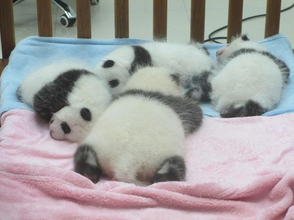 Panda Nanny – $32k per year
Just look at them. you know you want this job.