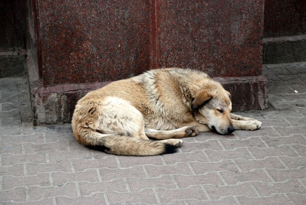 Stray dogs are a big problem in Russia, there was a scandal concerning dogs during the Olympics. I rarely seen any stray dogs in America.