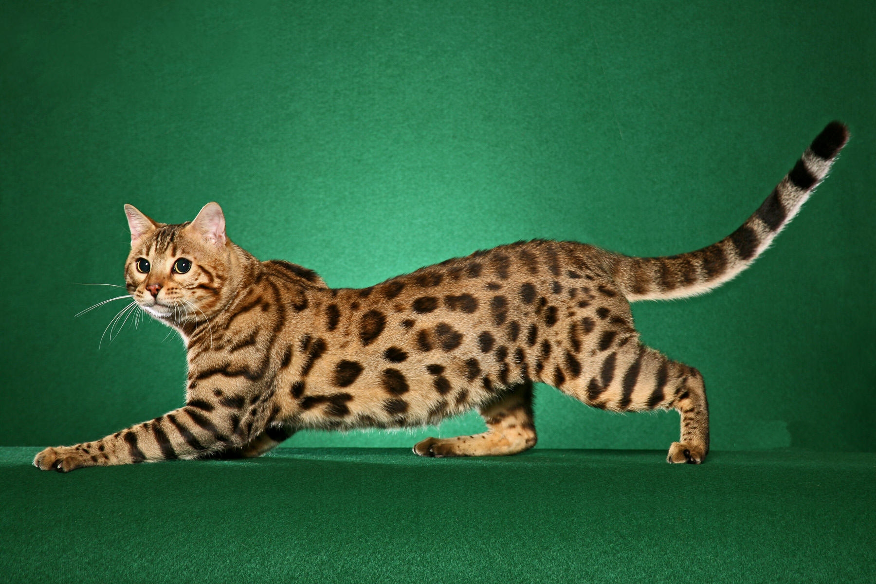 Most Expensive Cat: Cato, a second-generation Bengal (the result of a cross between a house cat and an Asian Leopard cat).
Price: $41,435.