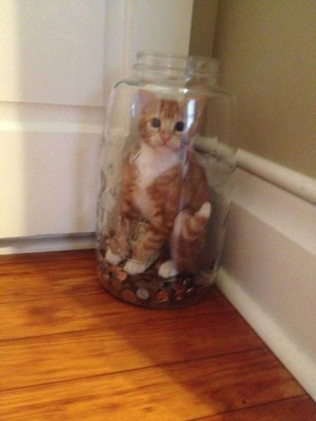 15 Cats That Immediately Regretted Their Decisions