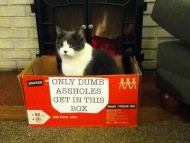 15 Cats That Immediately Regretted Their Decisions