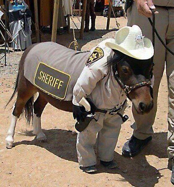 pony sheriff - Sheriff