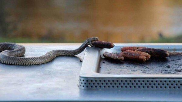 snake on bbq australia