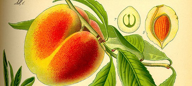 6 thousand years ago peaches were only in China, three times smaller and not so sweet. Selective growth have it additional things like potassium and the fuzzy skin it has now.