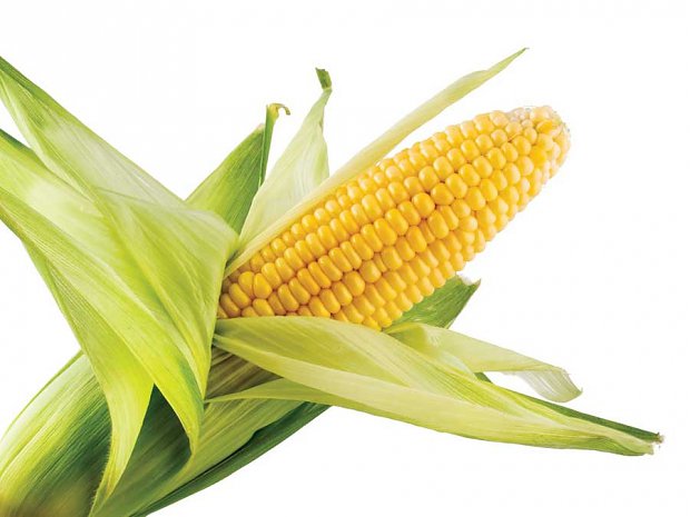 Corn was the gold of Aztecs, it grows on most continents in about 69 countries now, but it started small in Mexico.