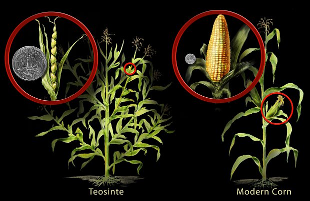 It had only 5 to 10 kernels before people started to cross and select only those plants that interested them resulting in the corn we eat today.