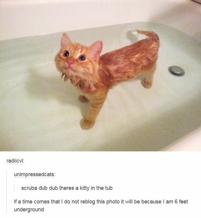 theres a kitty in the tub - radiicvl unimpressedcats scruba dub dub theres a kitty in the tub if a time comes that I do not reblog this photo it will be because I am 6 feet underground