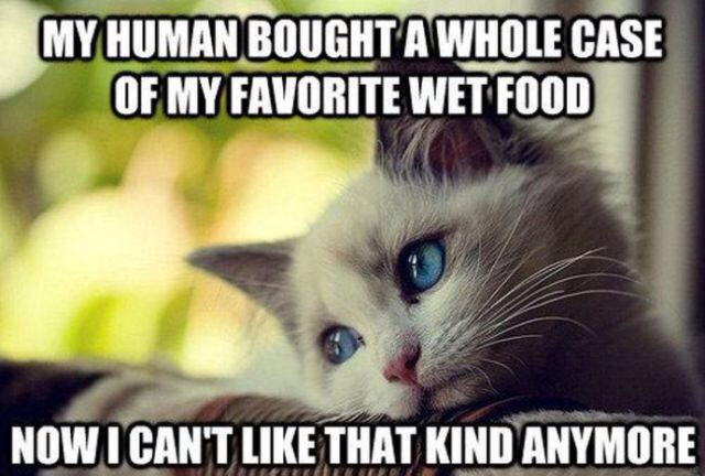 first world cat problems - My Human Bought A Whole Case Of My Favorite Wet Food Now I Can'T That Kind Anymore