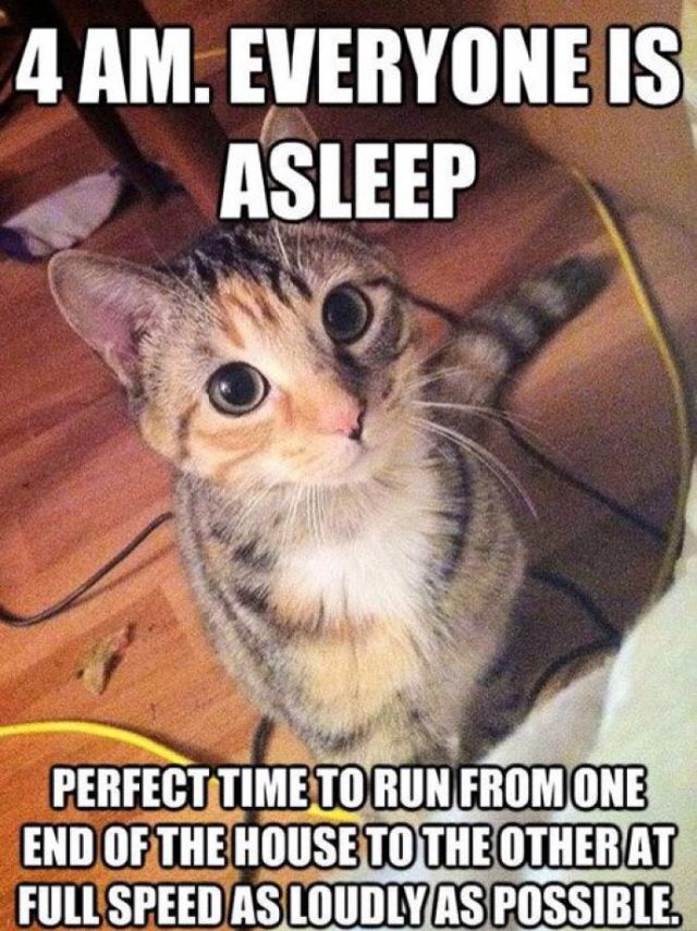 cat memes 4am - 4 Am. Everyone Is Asleep Perfect Time To Run From One End Of The House To The Other At Full Speed As Loudly As Possible.