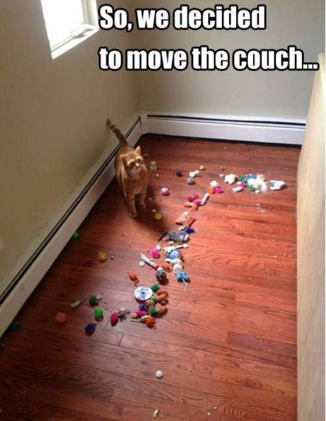 weird things cats do - So, we decided to move the couch.