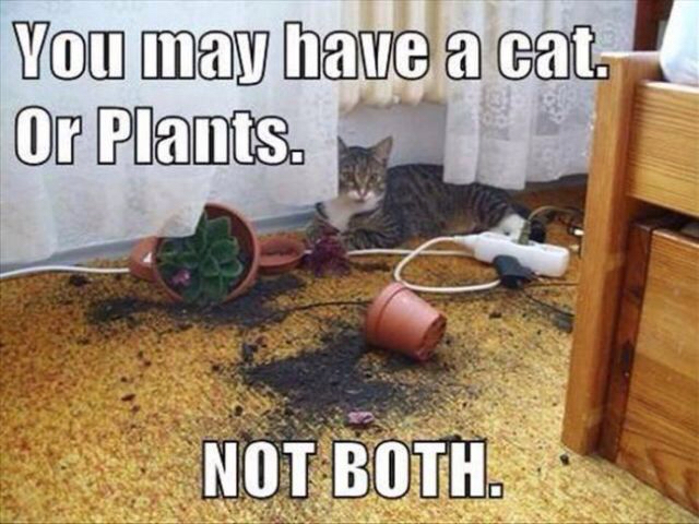 things only cat owners understand - You may have a cat. Or Plants. Not Both.