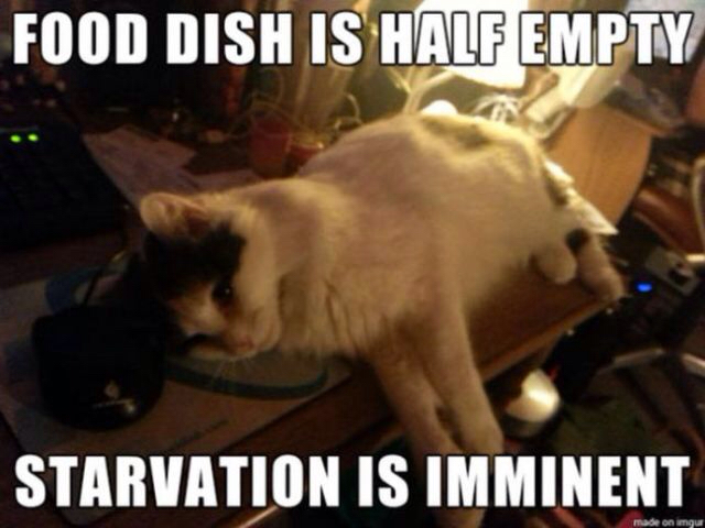 cat empty bowl meme - Food Dish Is Half Empty Starvation Is Imminent made on imgur