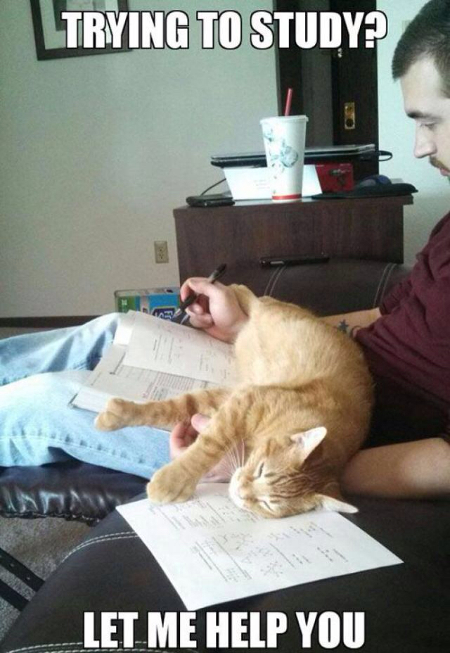 cat study meme - Trying To Study? Let Me Help You